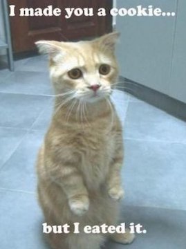 image of a sad cat